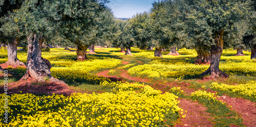 Beautiful spring scenery. Panoramic morning  view of olive garden. Colorful outdoor scene of Apulia countryside, Italy, Europe. Beauty of nature concept background.