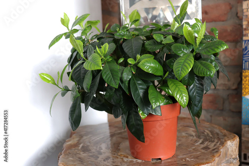 potted flower