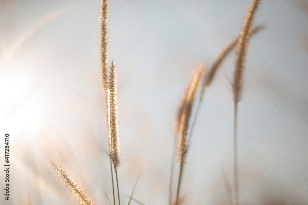 Fototapeta premium grass in the morning