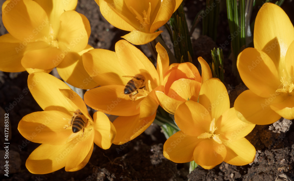 Crocus flavus ou aureus | Gros plan sur Crocus jaune doré à floraison printanière et pollinisés par des abeilles Crocus flavus ou aureus | Gros plan sur Crocus jaune doré à floraison printanière et pollinisés par des abeilles