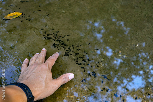 Tadpoles in natural bodies of water