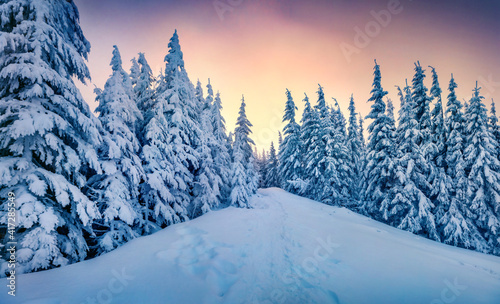 Beautiful winter scenery. Spectacular sunrise in mountain forest. Superb winter scene of Carpathian mountains. Colorful morning view of snowy valley. Beauty of nature concept background.. © Andrew Mayovskyy
