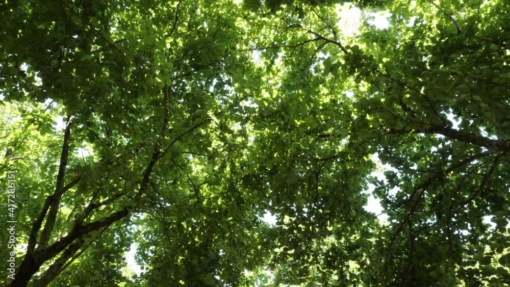 Green hazelnut tree with leaves pan of treetop under the sun 4K UHD Green hazelnut tree with leaves pan of treetop under the sun 4K UHD