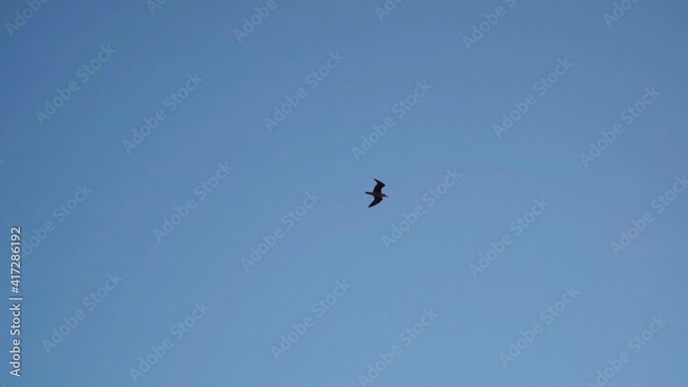 Bird Flying on a clear blue sky Bird Flying on a clear blue sky