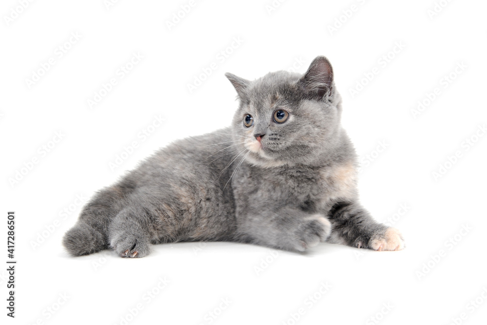 fluffy purebred kitten lies on a white background