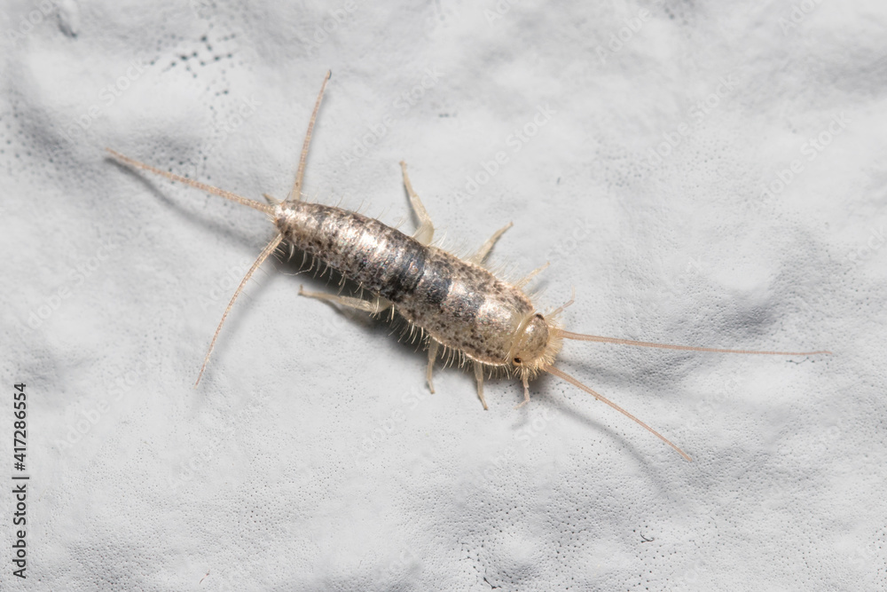 Silverfish insect, Lepisma saccharina, walking on a white wall. High quality photo