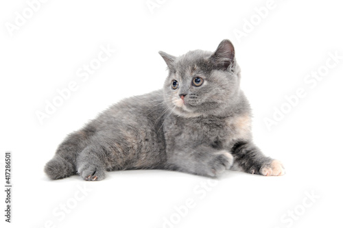 fluffy purebred kitten lies on a white background