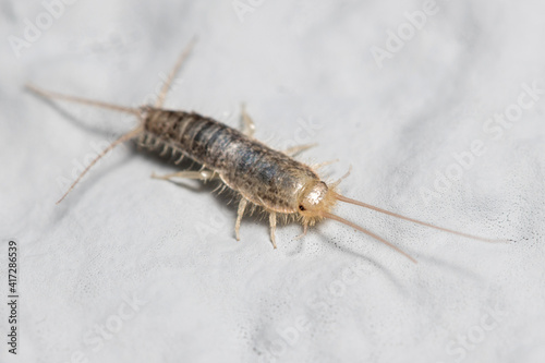 Silverfish insect, Lepisma saccharina, walking on a white wall. High quality photo