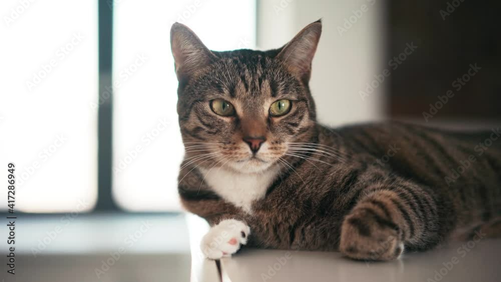Portrait of a cute striped cat lying on the shelf and looking at the camera. Portrait of a cute striped cat lying on the shelf and looking at the camera.