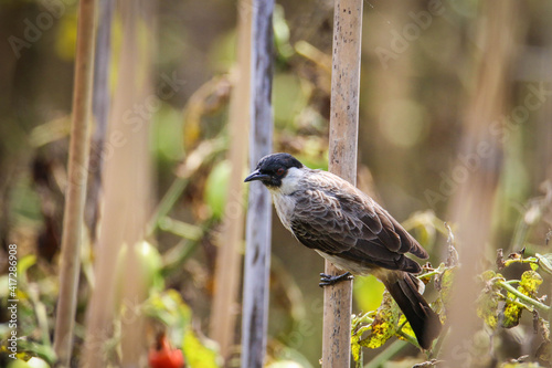 Sooty-headed Bulbul Bird on Wood Stick photo