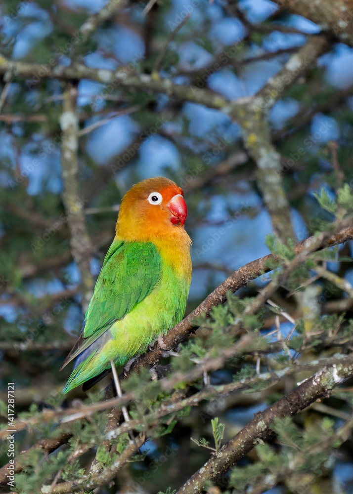 Fischer's lovebird, Agapornis fischeri, in Serengeti, Tanzania Fischer's lovebird, Agapornis fischeri, in Serengeti, Tanzania