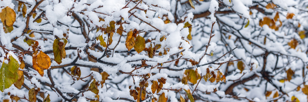 Snow on the branches of trees and bushes after a snowfall. Beautiful winter background with snow-covered trees. Plants in a winter forest park. Cold snowy weather. Cool texture of fresh snow. Panorama Snow on the branches of trees and bushes after a snowfall. Beautiful winter background with snow-covered trees. Plants in a winter forest park. Cold snowy weather. Cool texture of fresh snow. Panorama
