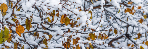 Snow on the branches of trees and bushes after a snowfall. Beautiful winter background with snow-covered trees. Plants in a winter forest park. Cold snowy weather. Cool texture of fresh snow. Panorama © Andrei Stepanov