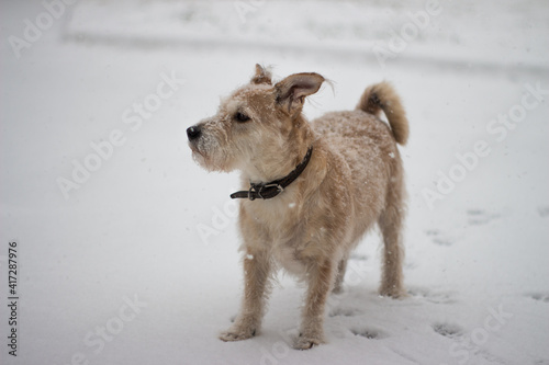 jack russell terrier running in the snow © Виктория Милантьева