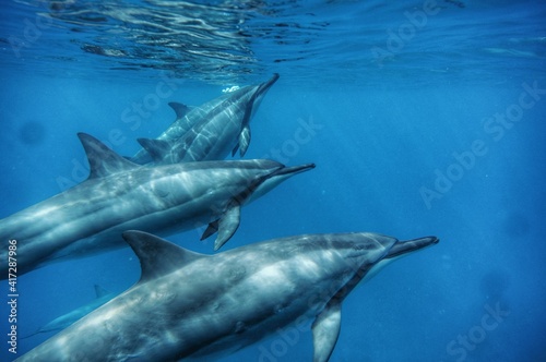 Swimming in Perfect Blue Water  with Wild Spinner Dolphins  in Hawaii 
