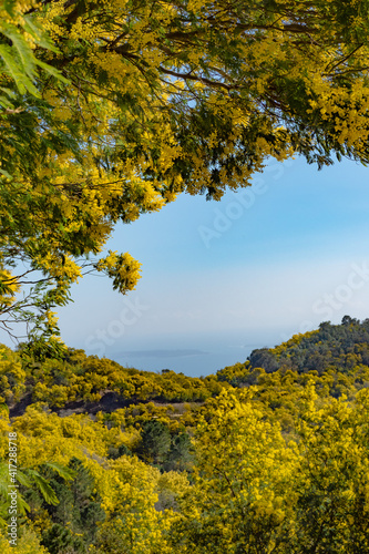 Fototapeta Naklejka Na Ścianę i Meble -  Yellow mimosa tree forest blooming during springtime in the south of France