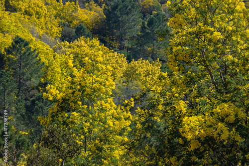 Yellow mimosa tree forest blooming during springtime in the south of France