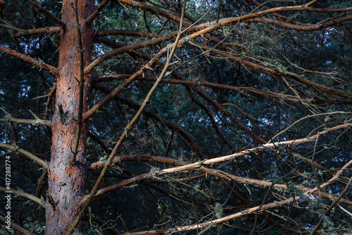 Scots pine trunk with laminated bark and orange color. Pinus sylvestris. Camposagrado pine forest, León, Spain. photo