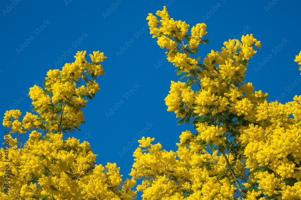 Yellow mimosa tree forest blooming during springtime in the south of France Yellow mimosa tree forest blooming during springtime in the south of France