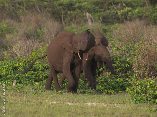 African pygmy elephant or forest elephant (Loxodonta cyclotis) as seen in Gabon Loango national park photo