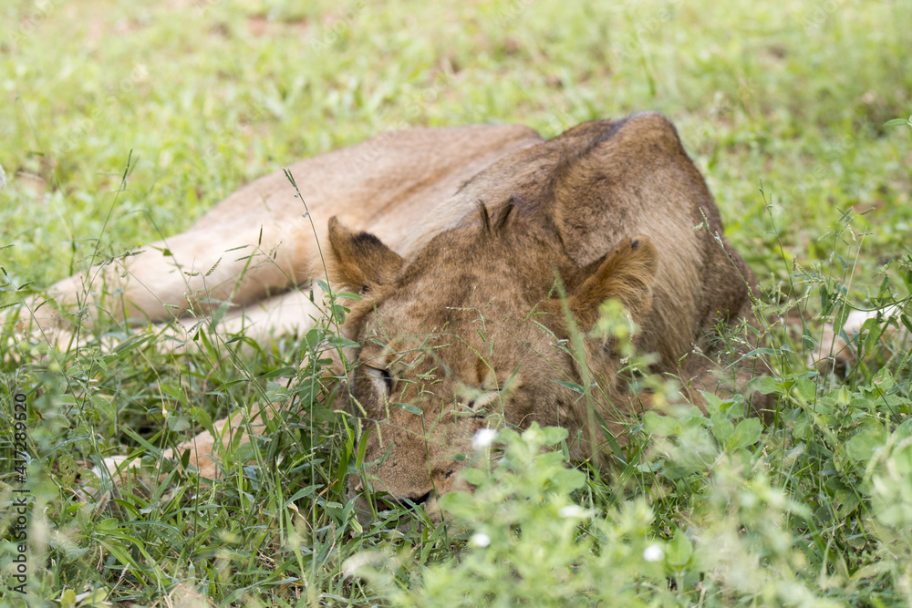 Kruger National Park: asolescent male lion resting in noonday heat Kruger National Park: asolescent male lion resting in noonday heat