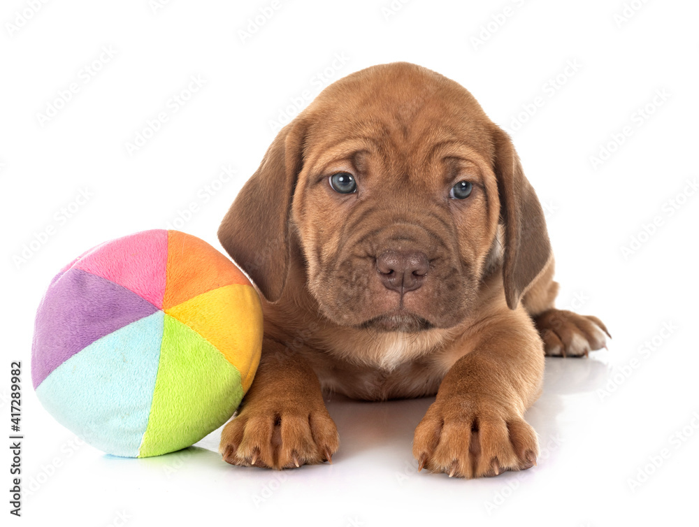 Obraz premium puppy cane corso