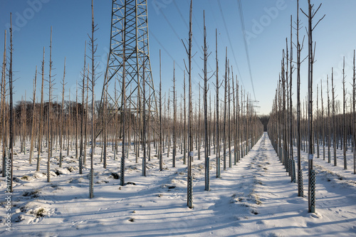 Outdoor sunny view of trees and agricultural field covered by snow under high voltage post and cable on countryside in Düsseldorf, Meerbusch, Germany in winter season.