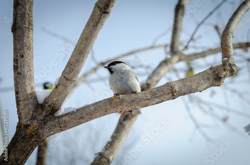 Bird on a branch near seeds, on a winter background.