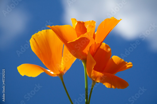 orange California poppy (Eschscholzia californica) with blue sky background