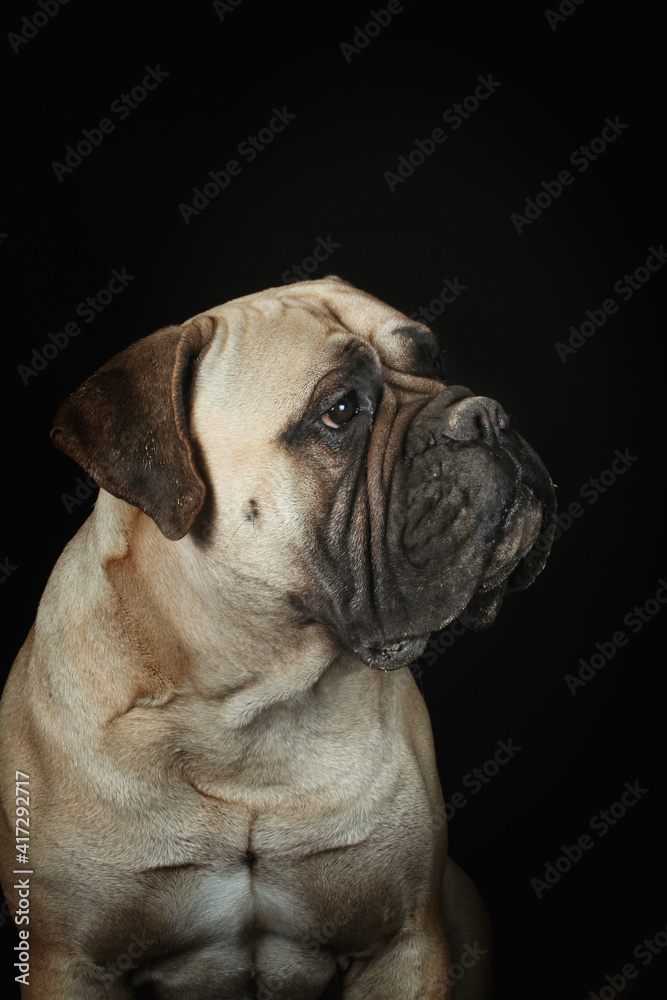 bullmastiff portrait isolated on black background