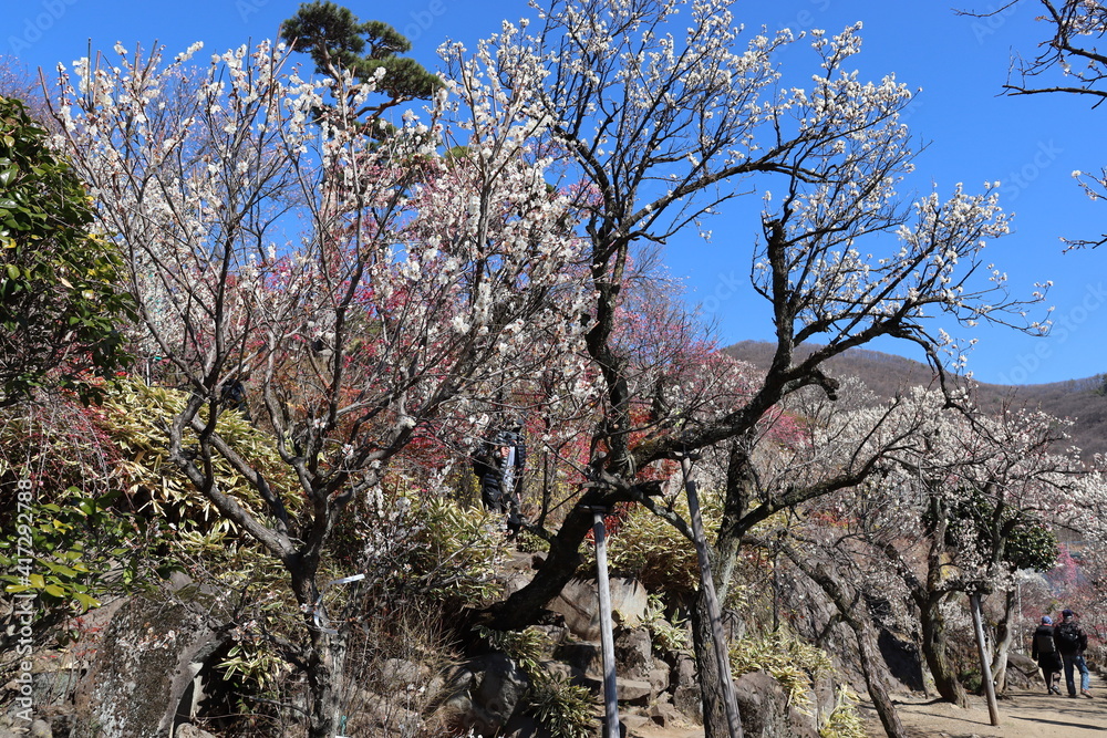 梅の花
梅の花