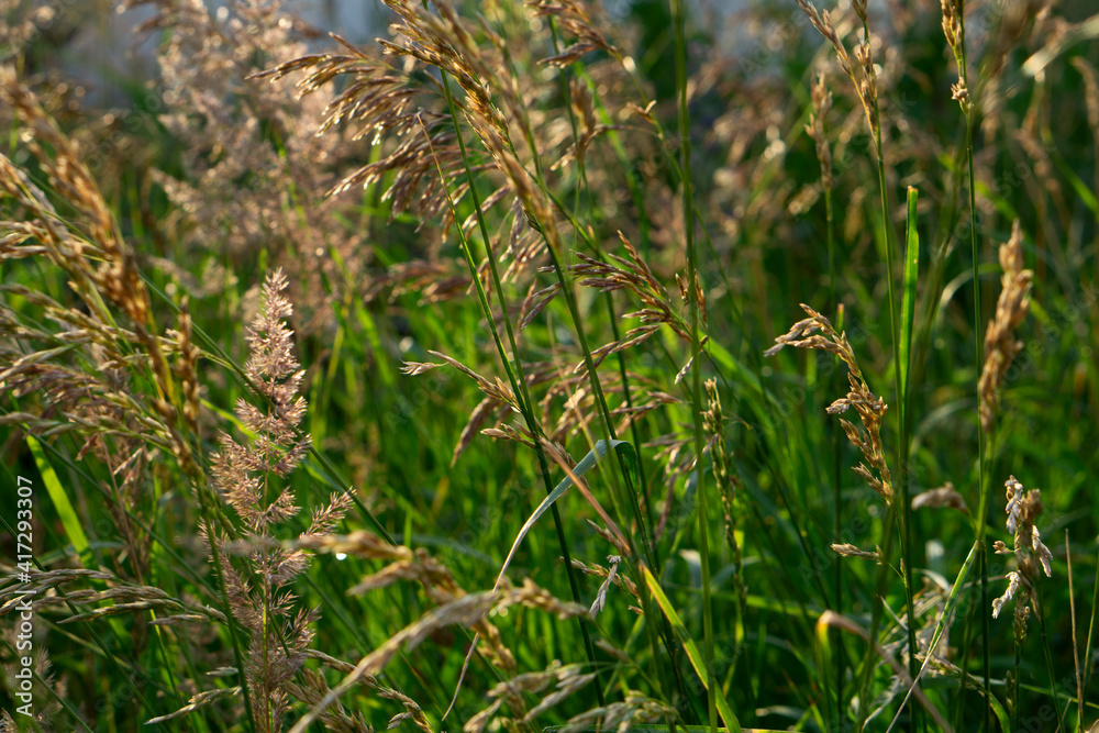 Close up of green pampas grass at summer day i Close up of green pampas grass at summer day i