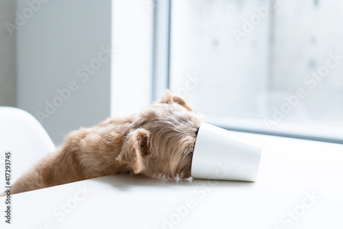Norfolk terrier dog wants to drink