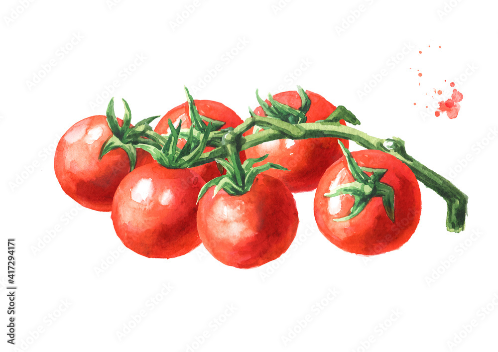 Fresh ripe cherry tomatoes on the branch, Hand drawn watercolor illustration,  isolated on white background