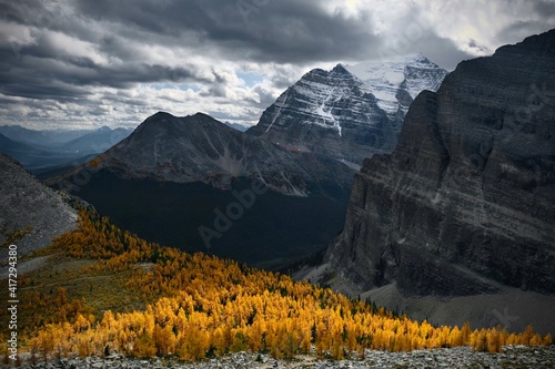 Banff National Park in autumn. Yellow larch trees forest in mountains from above. View from Fairview mountain hiking trail. Lake Loiuse area. Alberta. Canada.