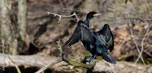 Great cormorant // Kormoran (Phalacrocorax carbo) - Baldeneysee, Essen photo