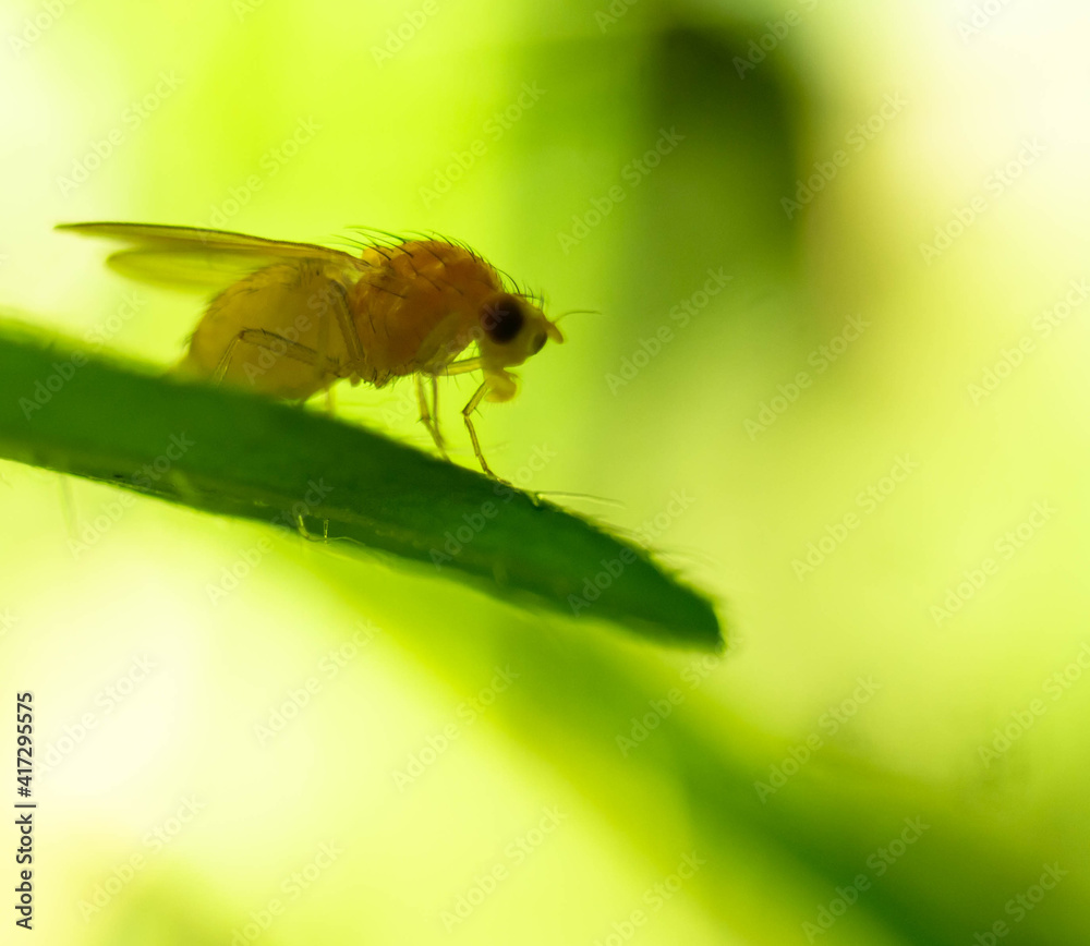 macro shooting Sapromyza sexpunctata on a leaf macro shooting Sapromyza sexpunctata on a leaf