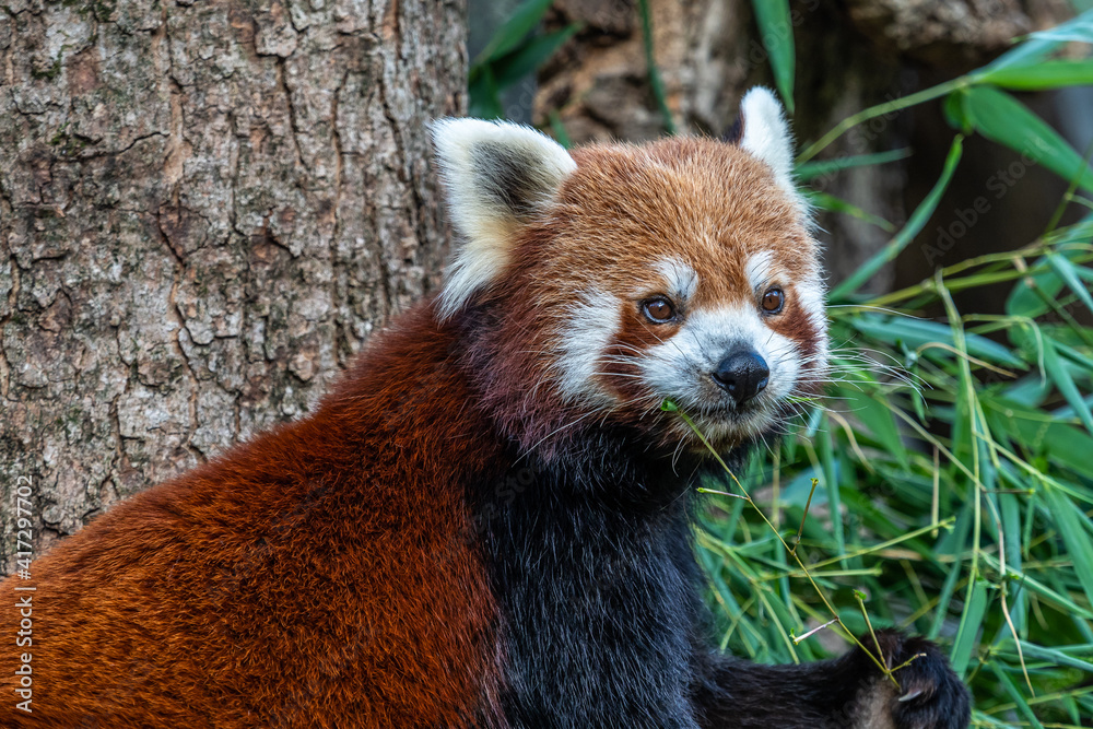 Fototapeta premium The red panda, Ailurus fulgens, also called the lesser panda.