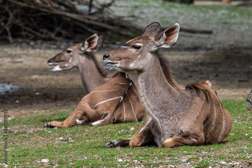 The common eland, Taurotragus oryx is a savannah antelope The common eland, Taurotragus oryx is a savannah antelope