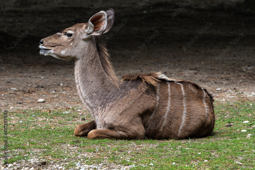 The common eland, Taurotragus oryx is a savannah antelope