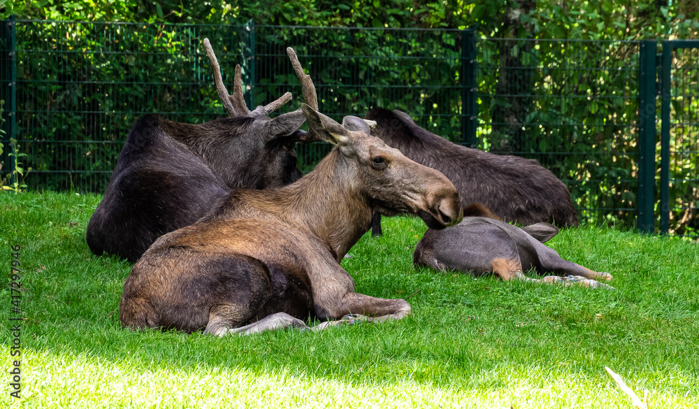European Moose, Alces alces, also known as the elk European Moose, Alces alces, also known as the elk