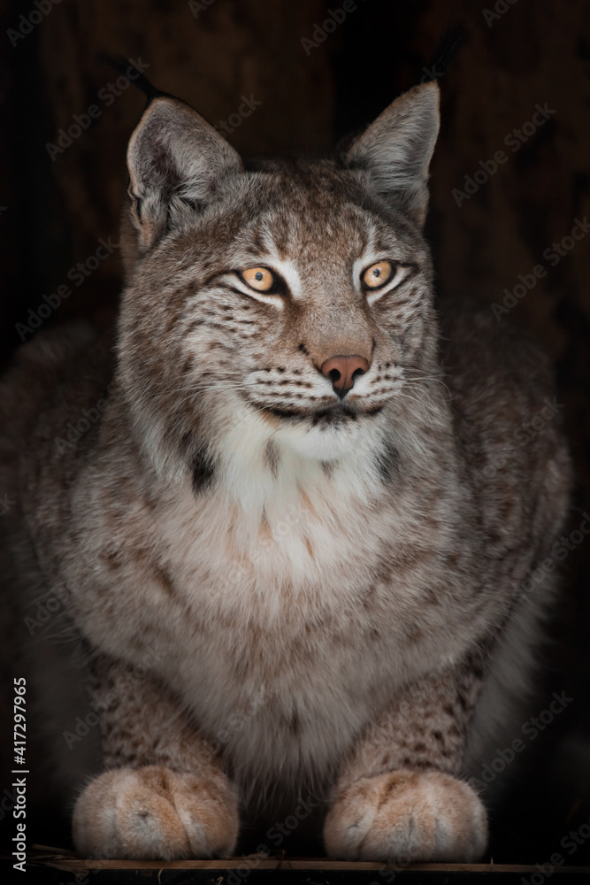 Yellow slender lynx looks down from the darkness with bright eyes Yellow slender lynx looks down from the darkness with bright eyes