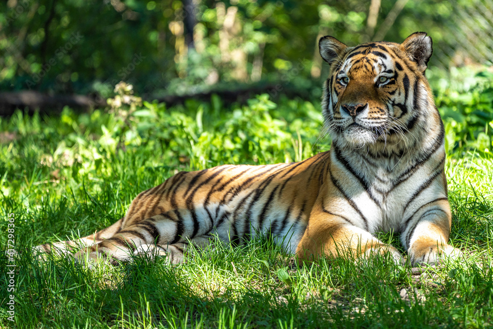 The Siberian tiger,Panthera tigris altaica in a park The Siberian tiger,Panthera tigris altaica in a park