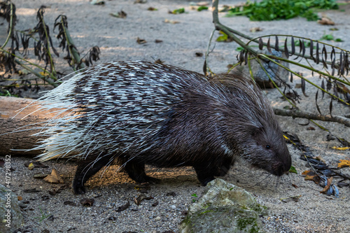 Indian crested Porcupine, Hystrix indica in a german nature park