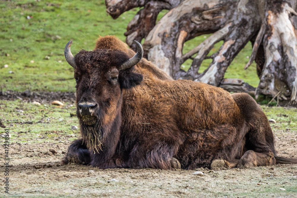 American buffalo known as bison, Bos bison in a german park American buffalo known as bison, Bos bison in a german park