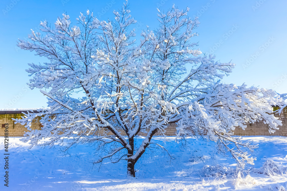 branches in winter season with fresh fallen snow