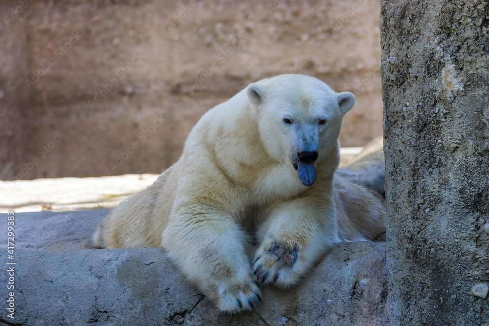 Fototapeta premium A polar bear lies quietly on a rock