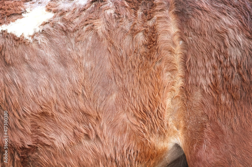 Brown horse fur texture nature for background