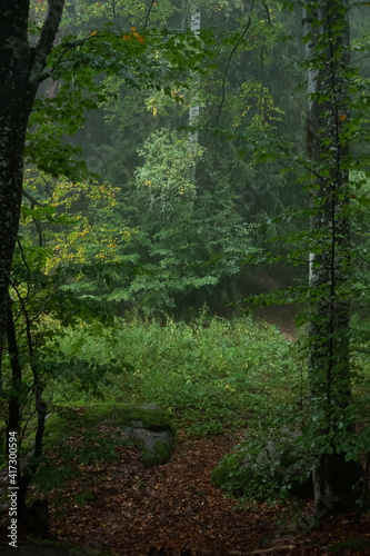 Rainy day in the forest