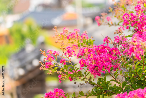 Wallpaper Mural 하목정 배롱나무
 Torontodigital.ca